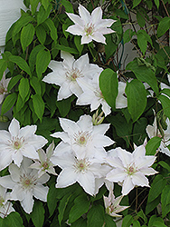 Patens Group Clematis (Clematis patens) at Stonegate Gardens