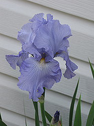 Babbling Brook Iris (Iris 'Babbling Brook') at A Very Successful Garden Center