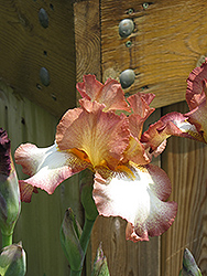 Wild Ginger Iris (Iris 'Wild Ginger') at A Very Successful Garden Center