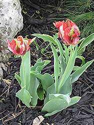 Flaming Parrot Tulip (Tulipa 'Flaming Parrot') at Stonegate Gardens
