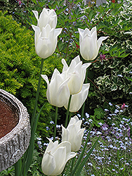 Elegance Tulip (Tulipa 'Elegance') at A Very Successful Garden Center
