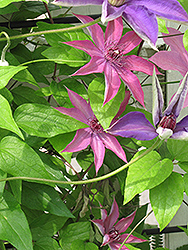 Violetta Clematis (Clematis 'Violetta') at A Very Successful Garden Center