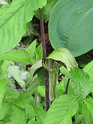 Dark Japanese Jack-In-The-Pulpit (Arisaema triphyllum 'ssp. triphyllum (dark form)') at Stonegate Gardens