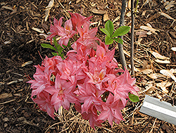 Pink Delight Azalea (Rhododendron 'Pink Delight') at A Very Successful Garden Center