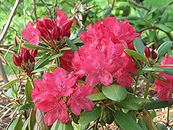 Bikini Island Rhododendron (Rhododendron 'Bikini Island') at A Very Successful Garden Center