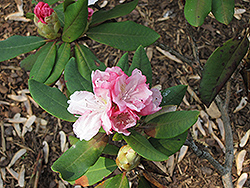 Jennifer Harris Rhododendron (Rhododendron 'Jennifer Harris') at A Very Successful Garden Center
