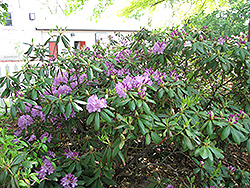 Maxecat Rhododendron (Rhododendron 'Maxecat') at A Very Successful Garden Center