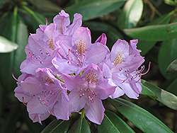 Maxecat Rhododendron (Rhododendron 'Maxecat') at A Very Successful Garden Center