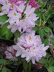 Album Elegans Catawba Rhododendron (Rhododendron catawbiense 'Album Elegans') at A Very Successful Garden Center