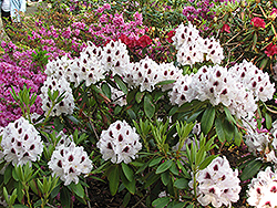 Sapporo Rhododendron (Rhododendron 'Sapporo') at Stonegate Gardens