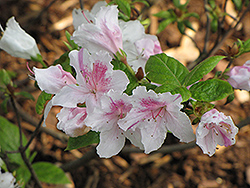 Quakers Azalea (Rhododendron 'Quakers') at Stonegate Gardens