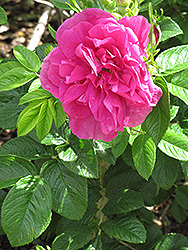 Hansa Rose (Rosa 'Hansa') at A Very Successful Garden Center