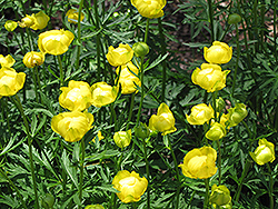 Common Globeflower (Trollius europaeus) at Stonegate Gardens
