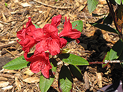 Vulcan's Flame Rhododendron (Rhododendron 'Vulcan's Flame') at A Very Successful Garden Center