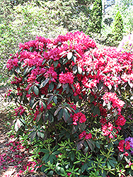 Trilby Rhododendron (Rhododendron 'Trilby') at Lakeshore Garden Centres