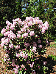 Powder Puff Rhododendron (Rhododendron 'Powder Puff') at A Very Successful Garden Center