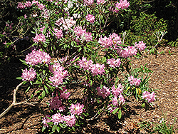Smirnow Rhododendron (Rhododendron smirnowii) at A Very Successful Garden Center