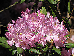 Smirnow Rhododendron (Rhododendron smirnowii) at A Very Successful Garden Center