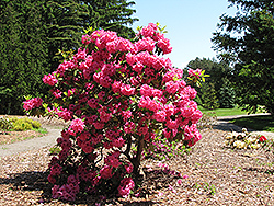 Direcktor E. Hjelm Rhododendron (Rhododendron 'Direcktor E. Hjelm') at A Very Successful Garden Center