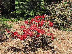 Vulcan Rhododendron (Rhododendron 'Vulcan') at Lakeshore Garden Centres
