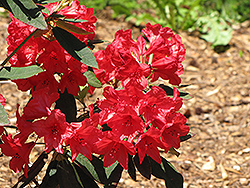 Vulcan Rhododendron (Rhododendron 'Vulcan') at Lakeshore Garden Centres