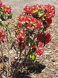Sonata Rhododendron (Rhododendron 'Sonata') at A Very Successful Garden Center