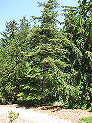 Cedar of Lebanon (Cedrus libani) at A Very Successful Garden Center