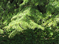 Cedar of Lebanon (Cedrus libani) at Stonegate Gardens