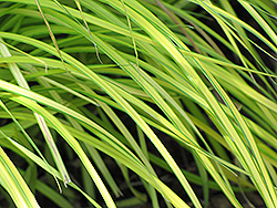 Bowles' Golden Sedge (Carex elata 'Bowles Golden') at Lakeshore Garden Centres
