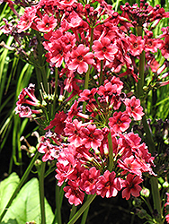 Miller's Crimson Primrose (Primula japonica 'Miller's Crimson') at Stonegate Gardens