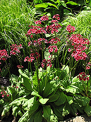 Miller's Crimson Primrose (Primula japonica 'Miller's Crimson') at Stonegate Gardens