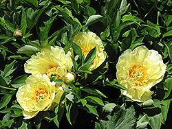 Yellow Dream Peony (Paeonia 'Yellow Dream') at A Very Successful Garden Center