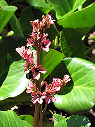 Baby Doll Bergenia (Bergenia 'Baby Doll') at A Very Successful Garden Center