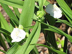 White Spiderwort (Tradescantia x andersoniana 'Alba') at A Very Successful Garden Center