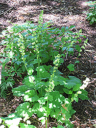 San Gabriel Boykinia (Boykinia rotundifolia) at A Very Successful Garden Center