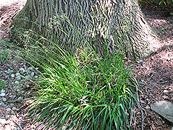 Greater Wood Rush (Luzula maxima) at Stonegate Gardens
