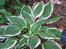 Curled Leaf Plantain Lily (Hosta crispula) at A Very Successful Garden Center