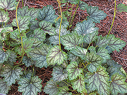 Ring of Fire Coral Bells (Heuchera 'Ring of Fire') at Lakeshore Garden Centres