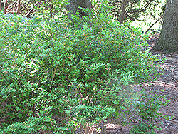 Broman Boxwood (Buxus sempervirens 'Broman') at A Very Successful Garden Center