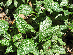 Regal Ruffles Lungwort (Pulmonaria 'Regal Ruffles') at Lakeshore Garden Centres