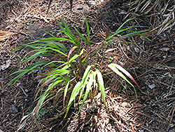 Red Wind Hakone Grass (Hakonechloa macra 'Beni-Kaze') at Lakeshore Garden Centres