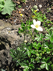 Yellow Alpine Pasqueflower (Pulsatilla alpina 'ssp. apiifolia') at Stonegate Gardens