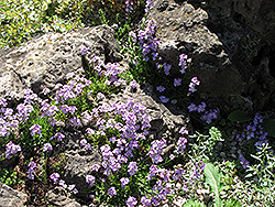 Rock Cress (Arabis caerulea) at A Very Successful Garden Center