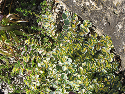 Variegated October Daphne (Sedum sieboldii 'Mediovariegatum') at Stonegate Gardens