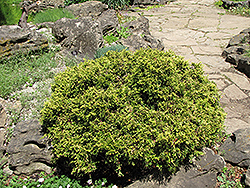 Mavisi Hinoki Falsecypress (Chamaecyparis obtusa 'Mavisi') at A Very Successful Garden Center