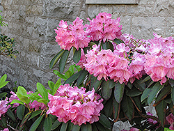 Doc Tolstead Rhododendron (Rhododendron 'Doc Tolstead') at Stonegate Gardens