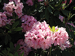 True Treasure Rhododendron (Rhododendron 'True Treasure') at Stonegate Gardens
