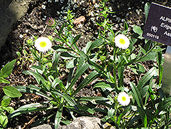 Alpine Fleabane (Erigeron alpinus) at A Very Successful Garden Center