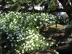 Mountain Sandwort (Arenaria montana) at Stonegate Gardens
