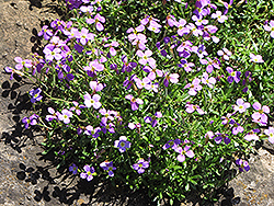 Dwarf Rock Cress (Aubrieta gracilis) at A Very Successful Garden Center